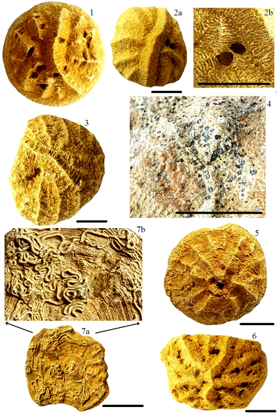 Pl. 2