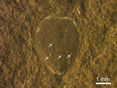 Fig. 03