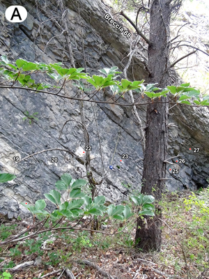 Fig. 3A