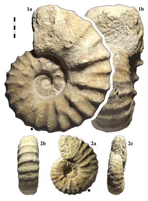 Pl. 1