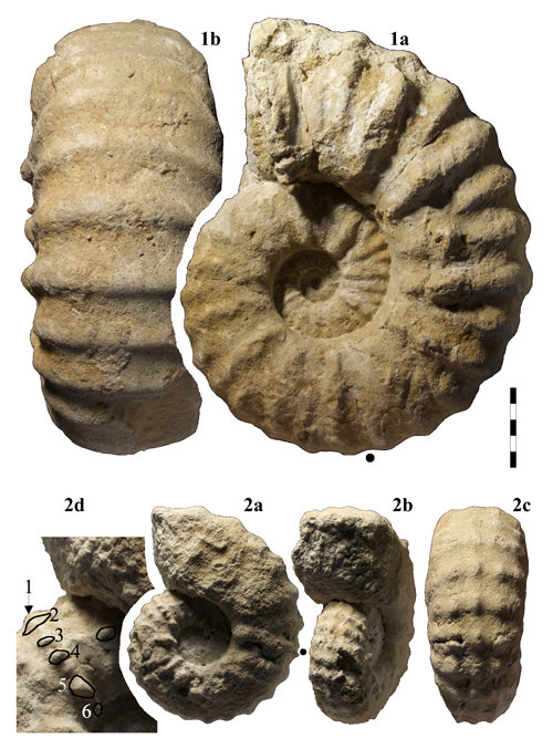 Pl. 3