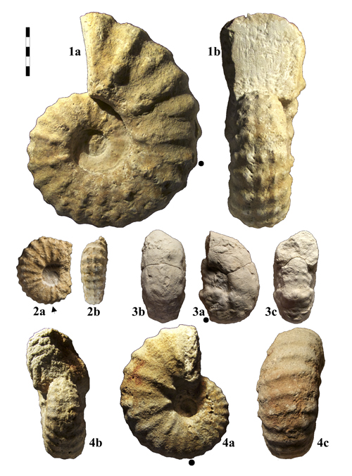 Pl. 4