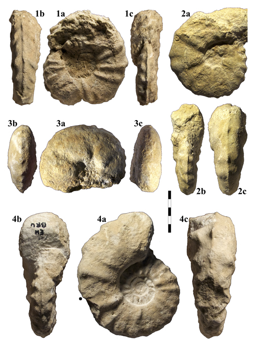 Pl. 6