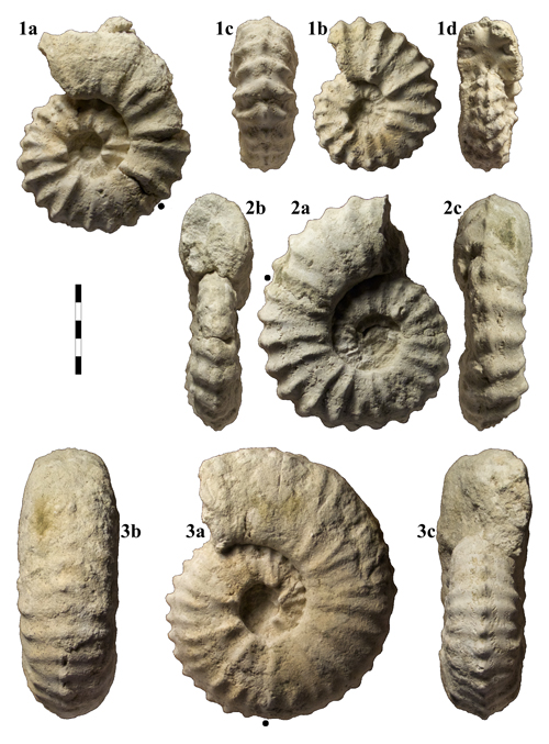 Pl. 7