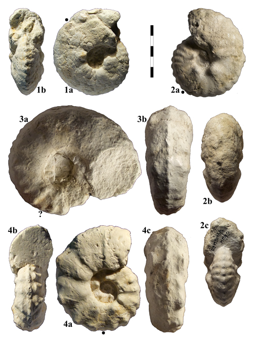 Pl. 10