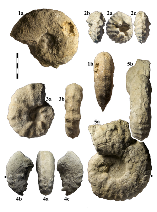 Pl. 11