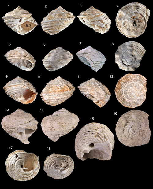 Pl. 1