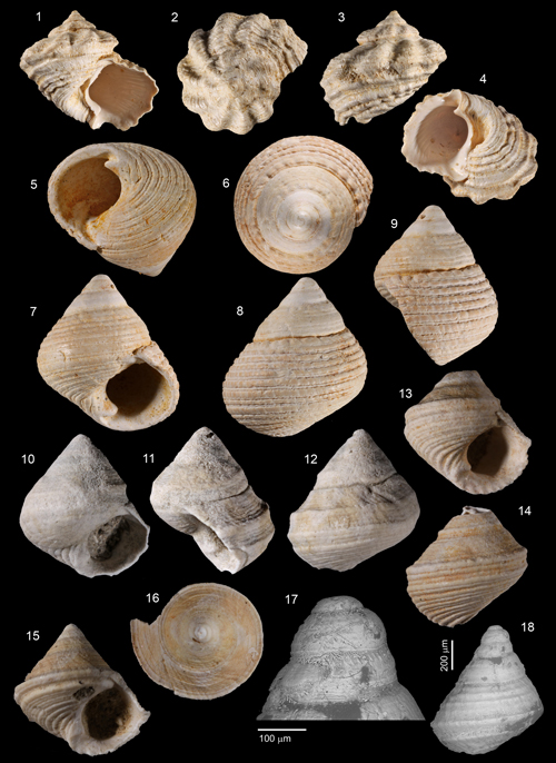 Pl. 3