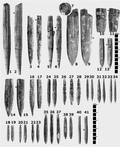 Pl. 12