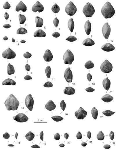 Pl. 1
