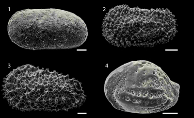 Fig. 4