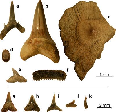 Fig. 2