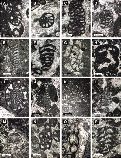 Fig. 6