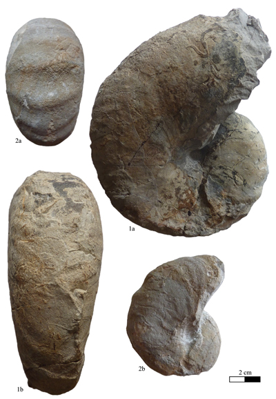 Pl. 1