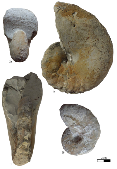 Pl. 2