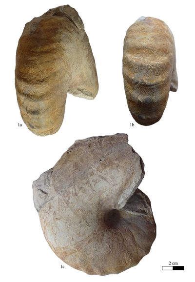 Pl. 3