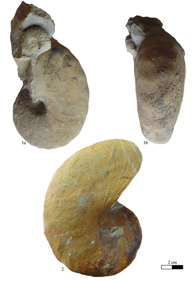 Pl. 4