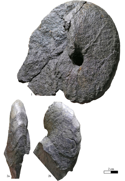 Pl. 5