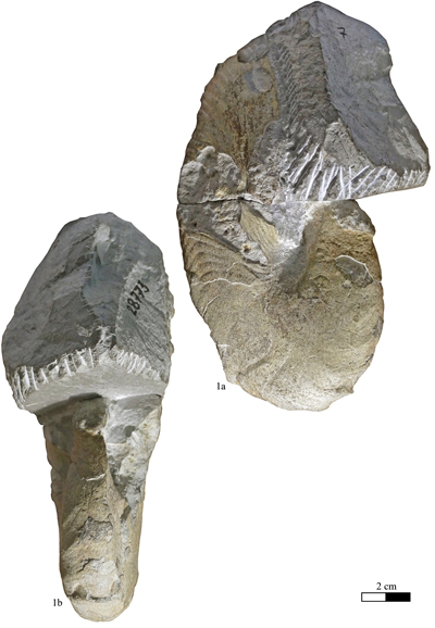 Pl. 7