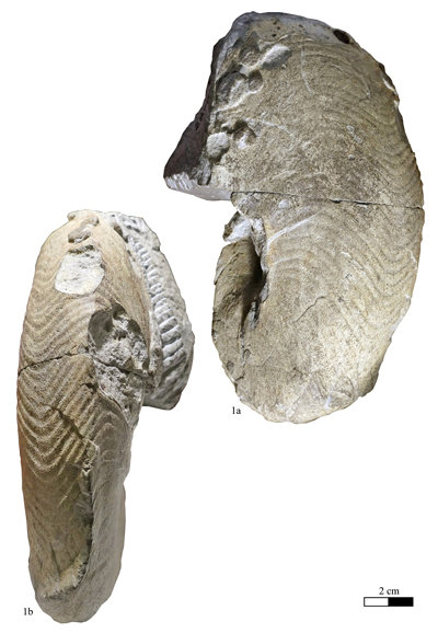 Pl. 8