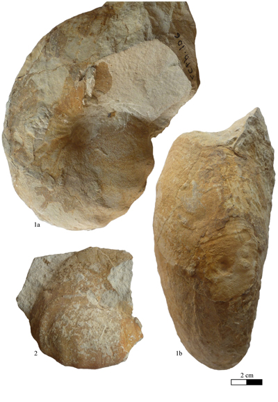 Pl. 9