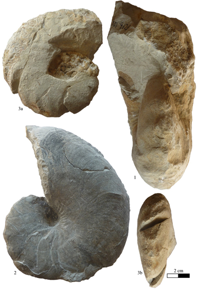 Pl. 10
