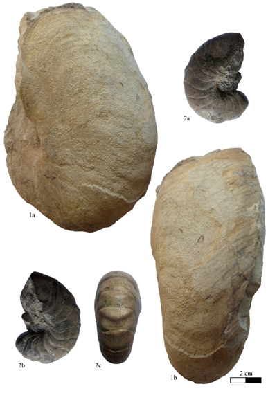 Pl. 11