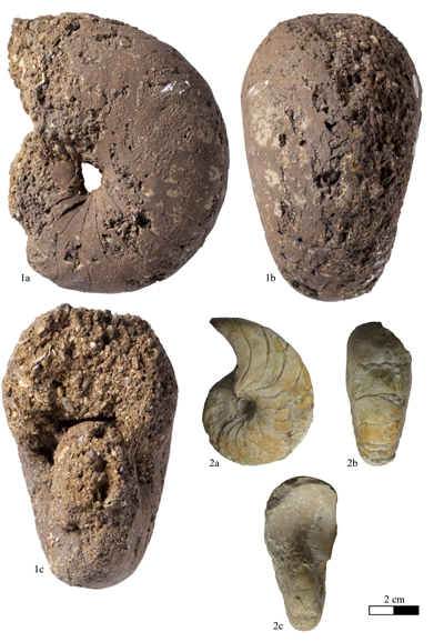 Pl. 14