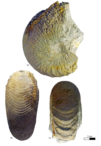 Pl. 15