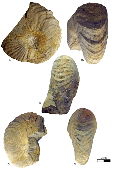 Pl. 16