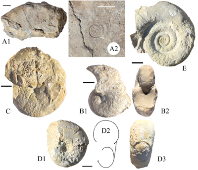 Fig. 5