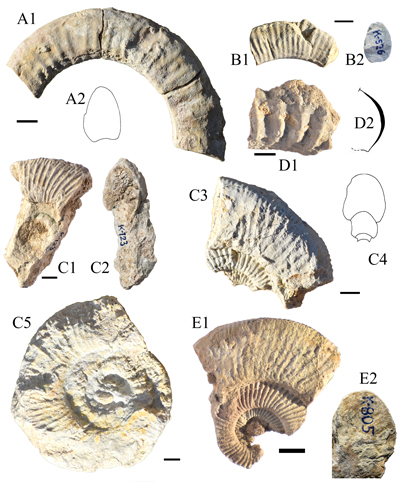 Fig. 7