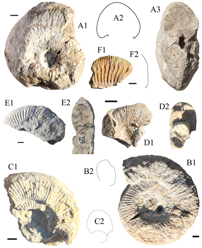 Fig. 8