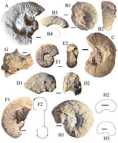 Fig. 9