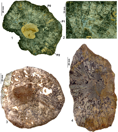 Fig. 5