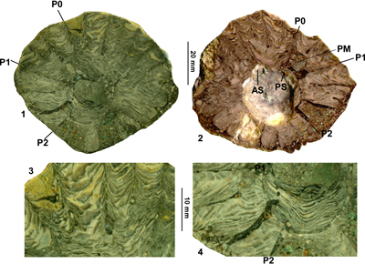 Fig. 11
