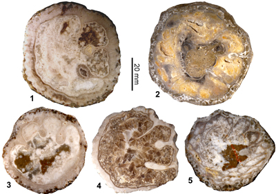 Fig. 13