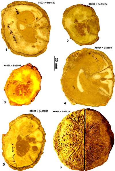Fig. 19