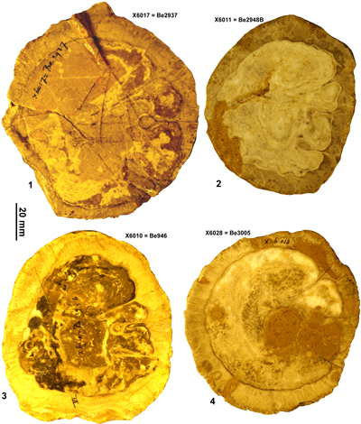Fig. 20