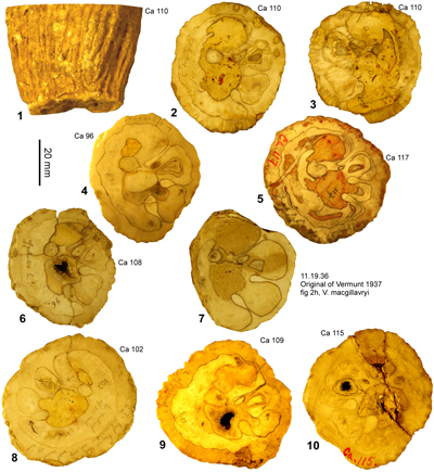 Fig. 21