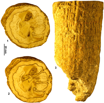 Fig. 22