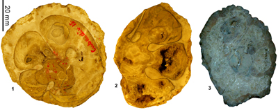 Fig. 24