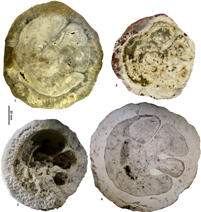Fig. 25