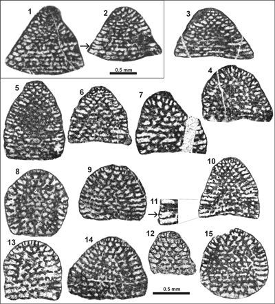 Pl. 6