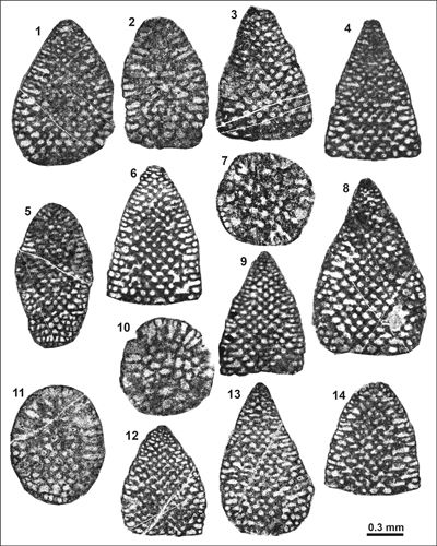 Pl. 10