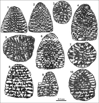 Pl. 13
