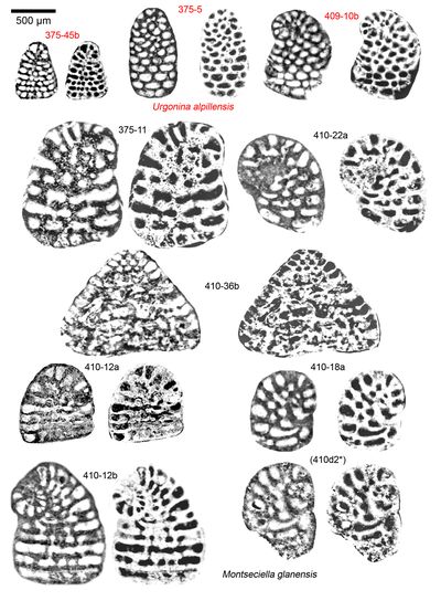 Pl. 37