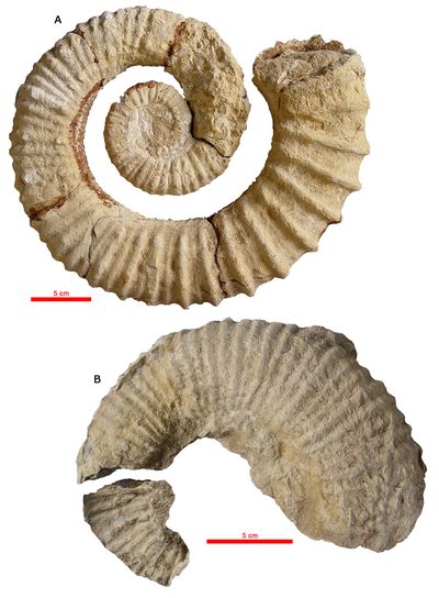 Pl. 83