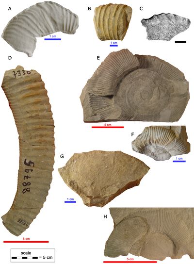 Pl. 104
