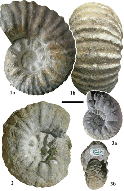 Pl. 9
